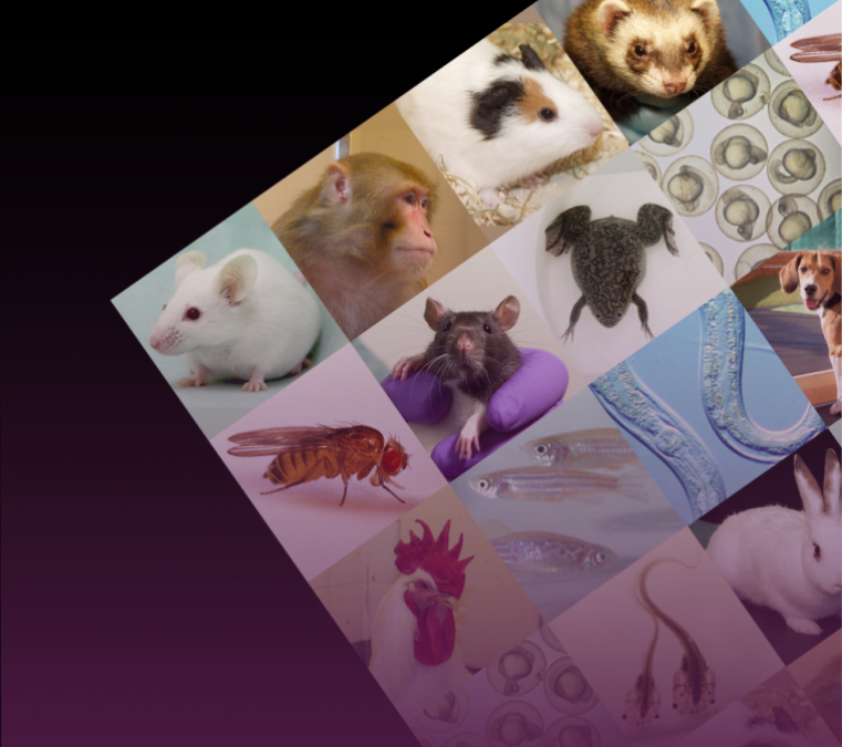 Homepage banner